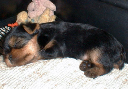 sleepy yorkie
