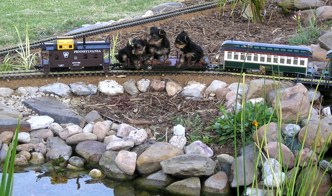pups on a train