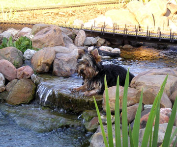 wet yorkie